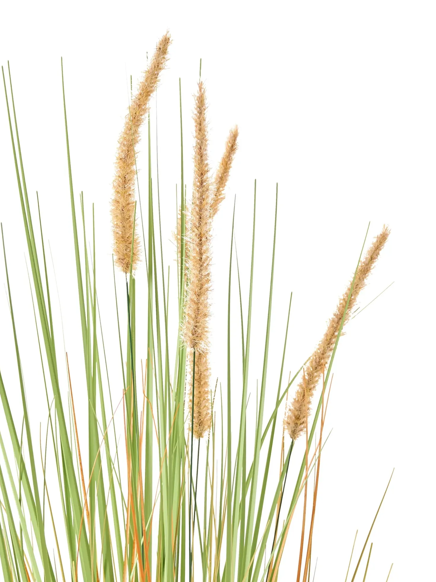 Pianta artificiale BRISTLEGRASS 90 cm Verde