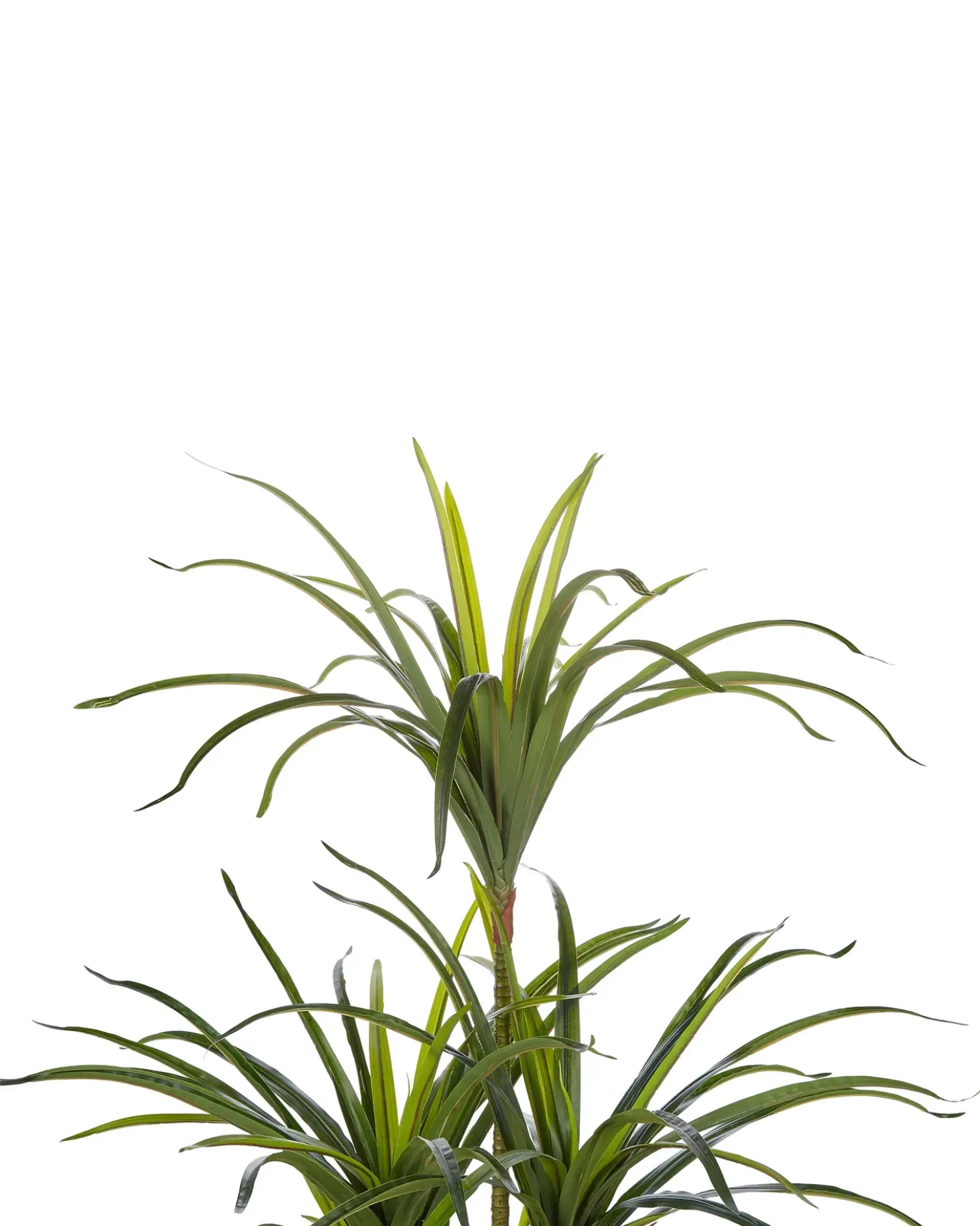 Pianta artificiale DRACAENA ANITA 147 cm Verde