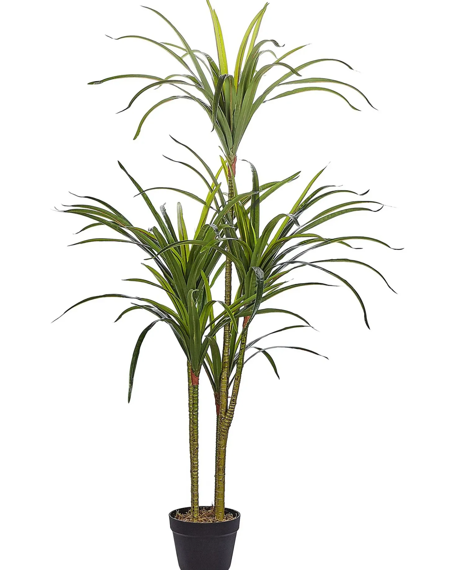 Pianta artificiale DRACAENA ANITA 147 cm Verde