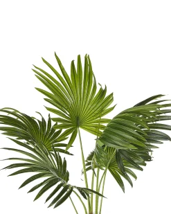 Pianta artificiale FAN PALM 100 cm Verde