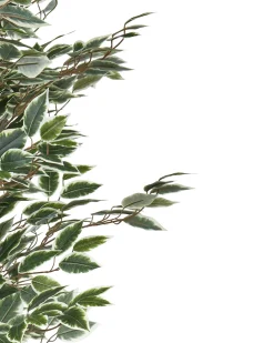 Pianta artificiale FICUS 167 cm Verde