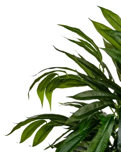Pianta artificiale LONGIFOLIA 155 cm Verde