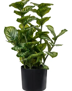 Pianta artificiale ORBIFOLIA 50 cm Verde