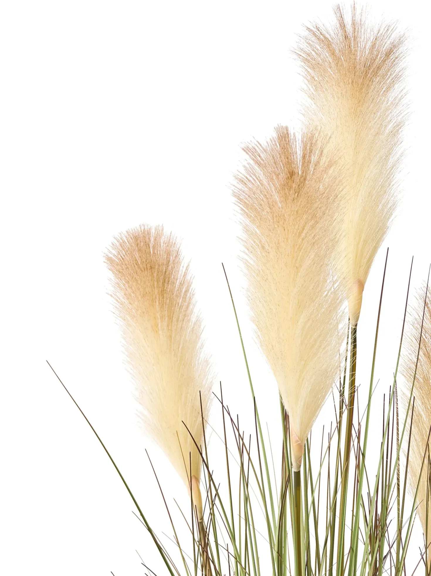 Pianta artificiale PAMPAS GRASS 120 cm Verde