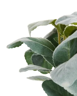 Pianta artificiale PEPEROMIA ARGYREIA 30 cm Verde
