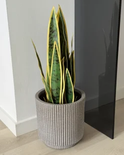 Pianta artificiale SNAKE PLANT 63 cm Verde