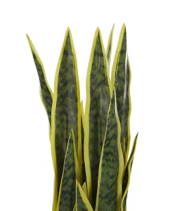Pianta artificiale SNAKE PLANT 63 cm Verde
