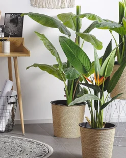 Pianta artificiale STRELITZIA TREE 115 cm Verde