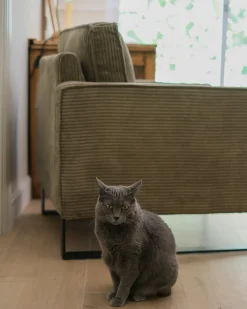 Poltrona VIND Velluto a coste Verde