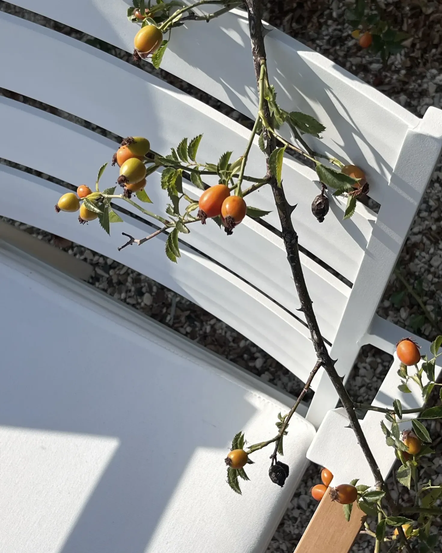 Set di 6 sedie da giardino TAVIANO Metallo Bianco