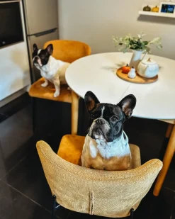 Set di 2 sedie da pranzo ADA Tessuto Arancione