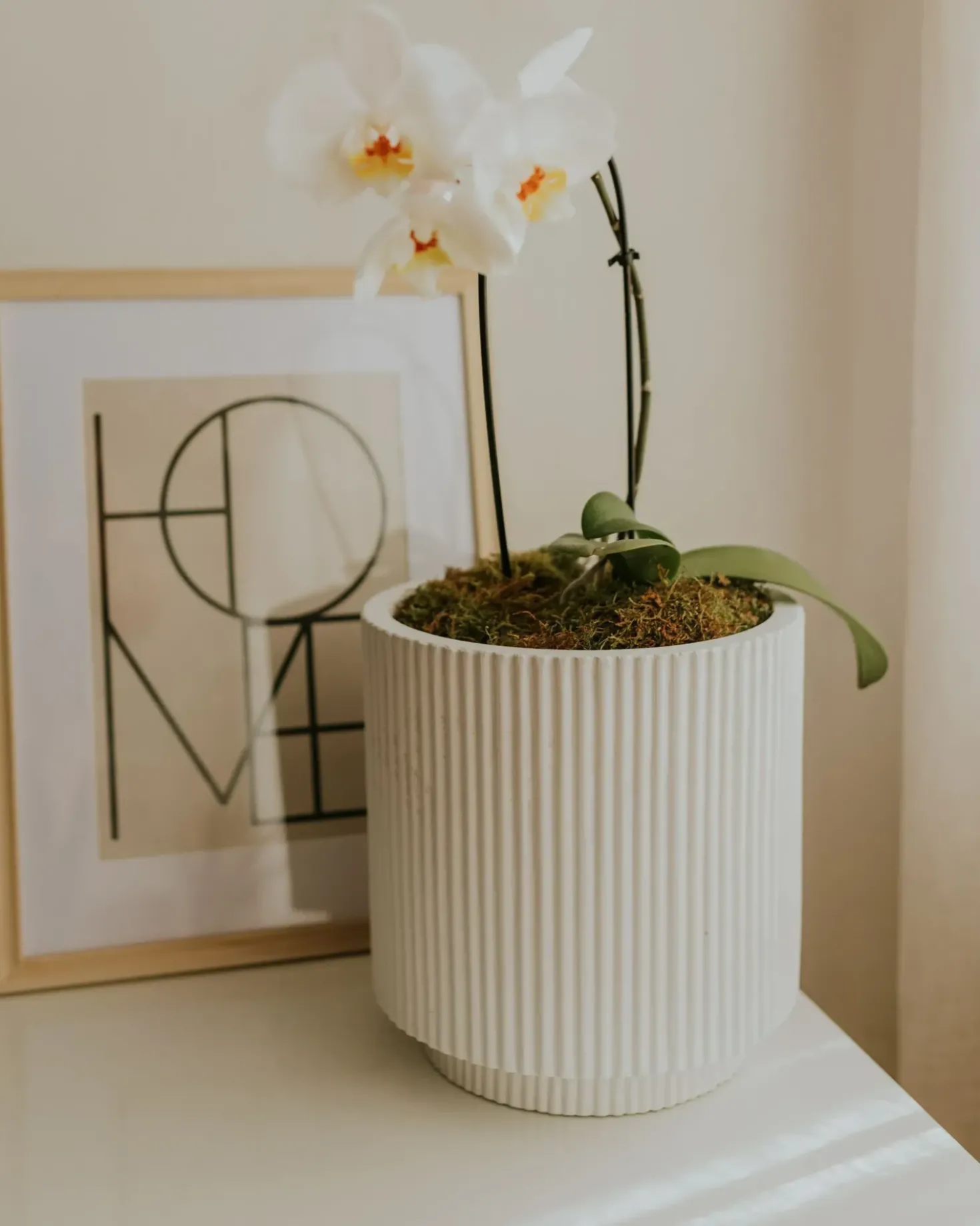 Vaso per piante DARIA 24 cm Bianco sporco