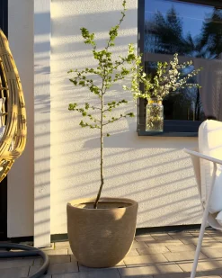 Vaso per piante LIXOURI 47 cm Beige