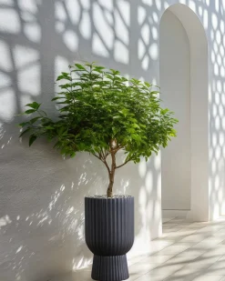 Vaso per piante TAXODIUM 34 cm Grigio grafite